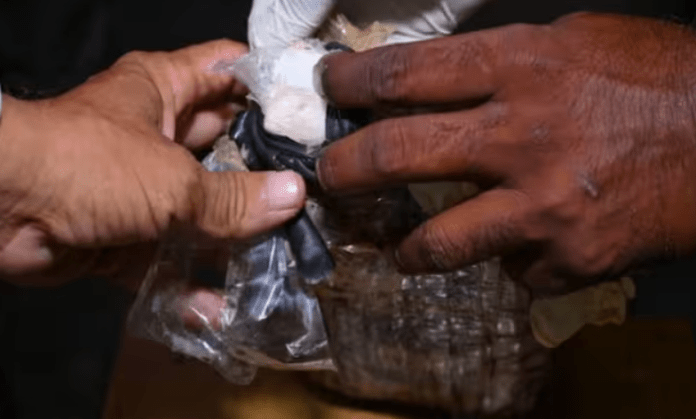 Cocaine Smuggling